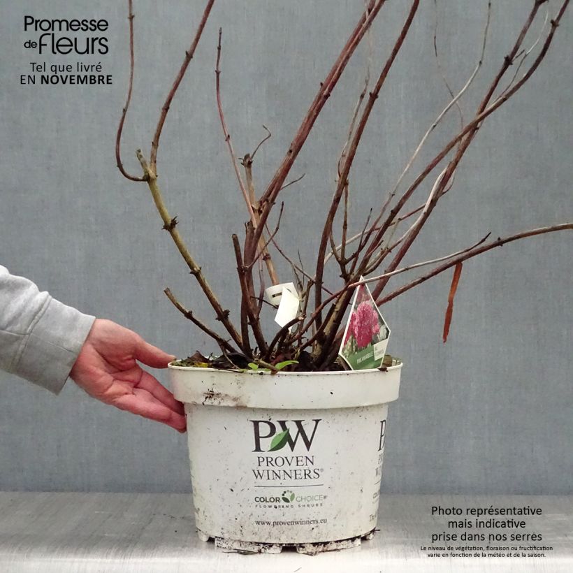 Exemplaar van Hydrangea arborescens Pink Annabelle - struikhortensia Pot van 7,5 l/10 l, Struik zoals geleverd in de herfst