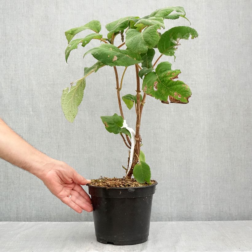 Exemplaar van Hydrangea aspera Bellevue - Fluweelhortensia Pot van 4 l/5 l zoals geleverd in de zomer