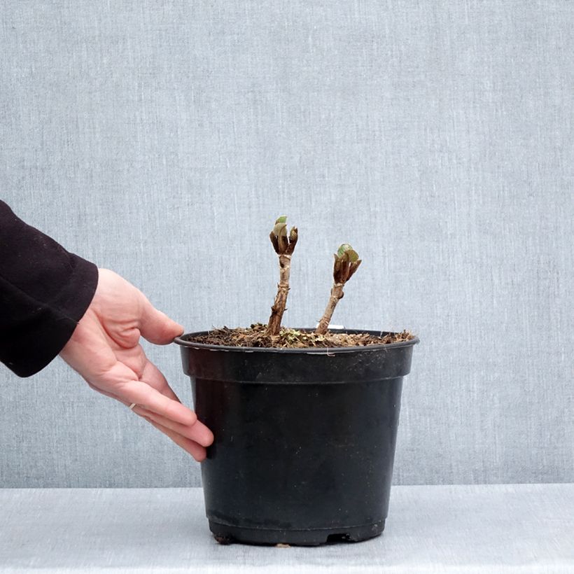 Exemplaar van Hydrangea aspera Bellevue - Fluweelhortensia Pot van 4 l/5 l zoals geleverd in de lente