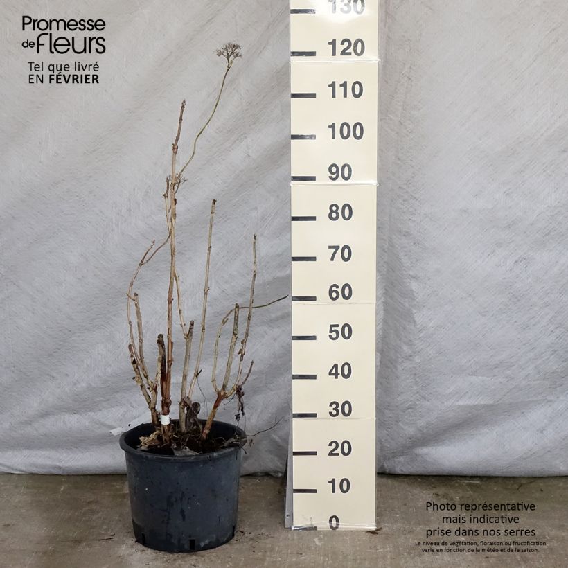 Example of Hortensia - Hydrangea aspera Macrophylla  Pot van 12 l/15 l as you get in hiver