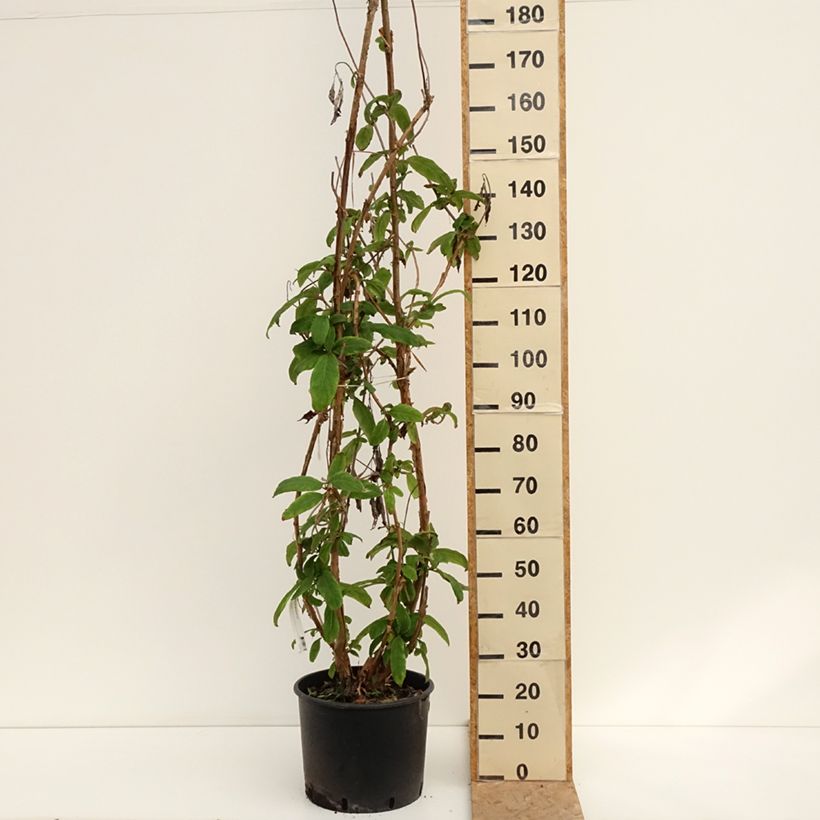 Exemplaar van Hydrangea aspera Macrophylla - Fluweelhortensia Pot van 12 l/15 l zoals geleverd in de zomer