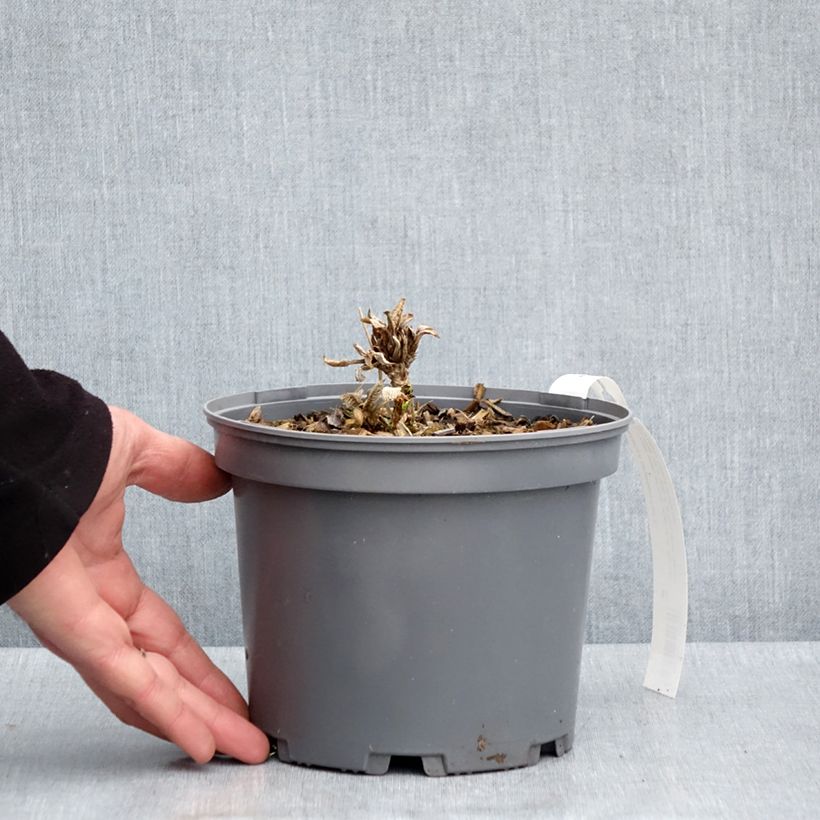 Exemplaar van Hydrangea aspera Sargentiana - Fluweelhortensia Pot van 3 l/4 l zoals geleverd in de lente