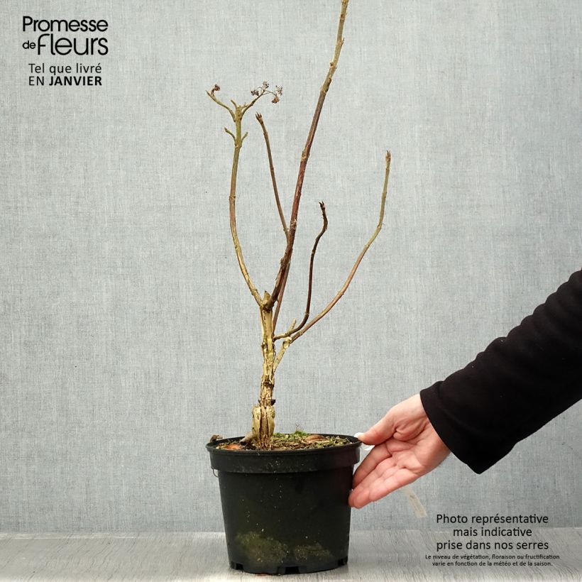 Example of Hortensia - Hydrangea aspera villosa Velvet & Lace Pot van 4 l/5 l as you get in hiver