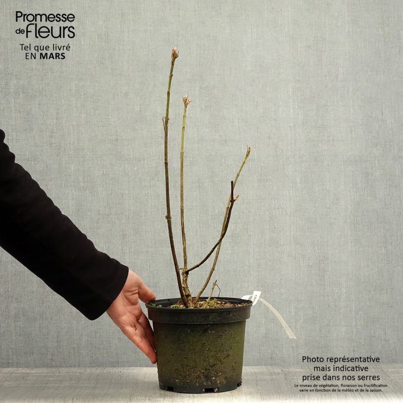 Exemplaar van Hydrangea aspera Velvet & Lace - Fluweelhortensia Pot van 4 l/5 l zoals geleverd in de lente