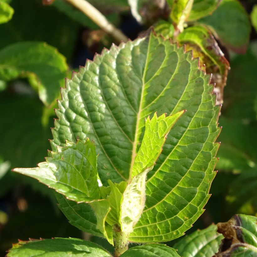 Hydrangea Endless Summer Pop Star (roze) - Bolhortensia (Blad)