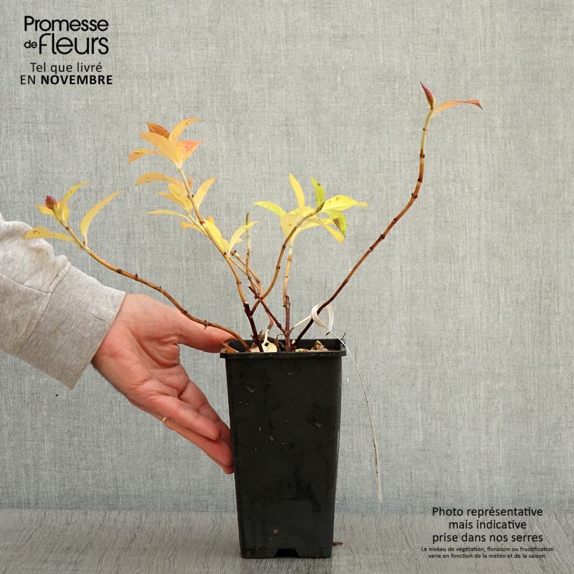 Exemplaar van Hydrangea French Bolero - Guirlande hortensia Pot van 1,5 l/2 l zoals geleverd in de herfst