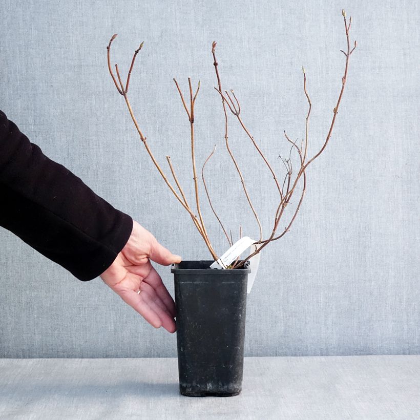 Example of Hortensia - Hydrangea French Bolero Pot van 1,5 l/2 l as you get in hiver