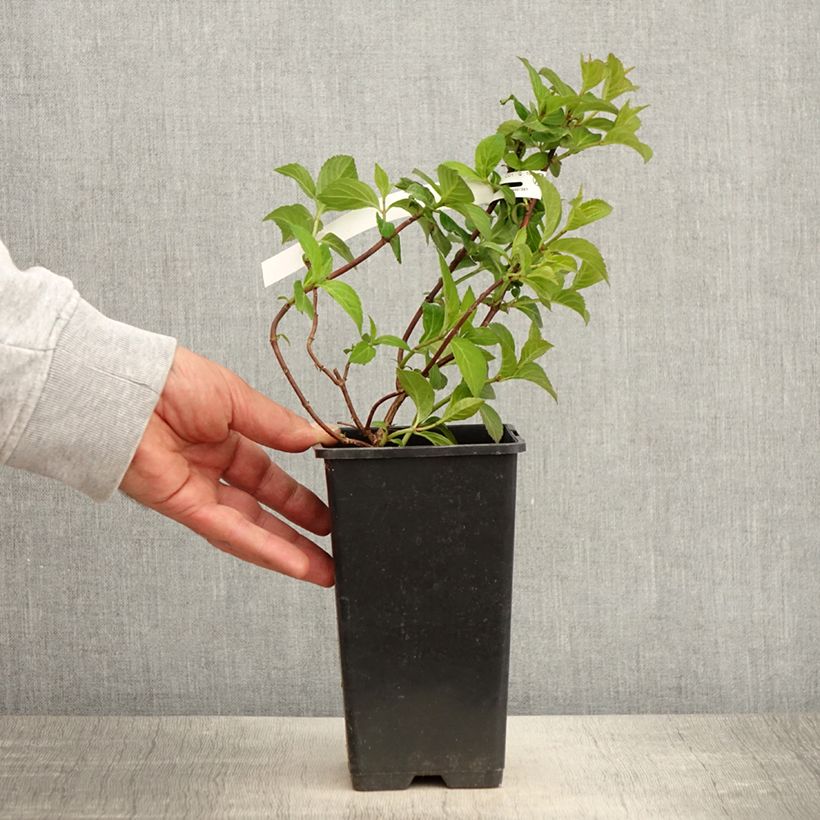 Exemplaar van Hydrangea French Bolero - Guirlande hortensia Pot van 1,5 l/2 l zoals geleverd in de lente