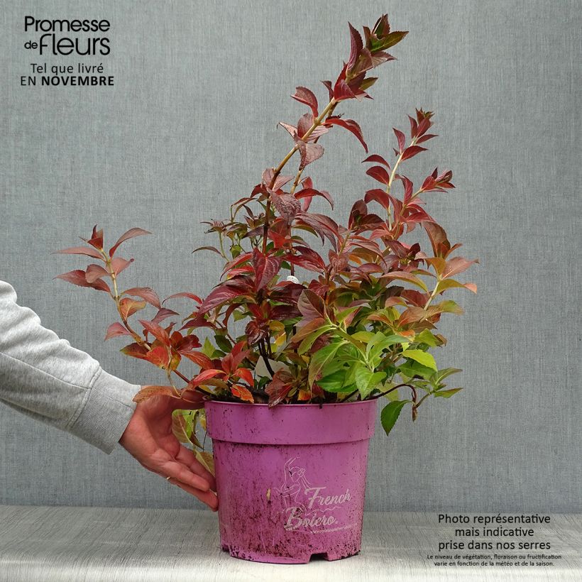 Exemplaar van Hydrangea French Bolero - Guirlande hortensia Pot van 6 l/7 l zoals geleverd in de herfst