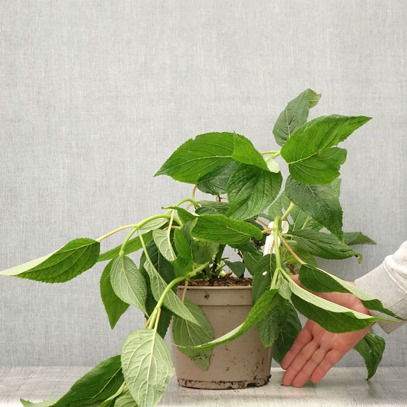 Exemplaar van Hydrangea involucrata Yoraku Tama - Hortensia Pot van 4 l/5 l zoals geleverd in de zomer