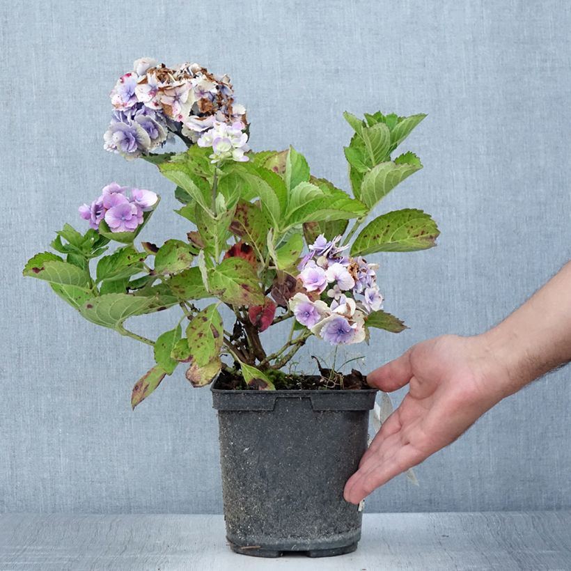 Exemplaar van Hydrangea macrophylla Amethyst - boerenhortensia Pot van 3 l/4 l zoals geleverd in de zomer