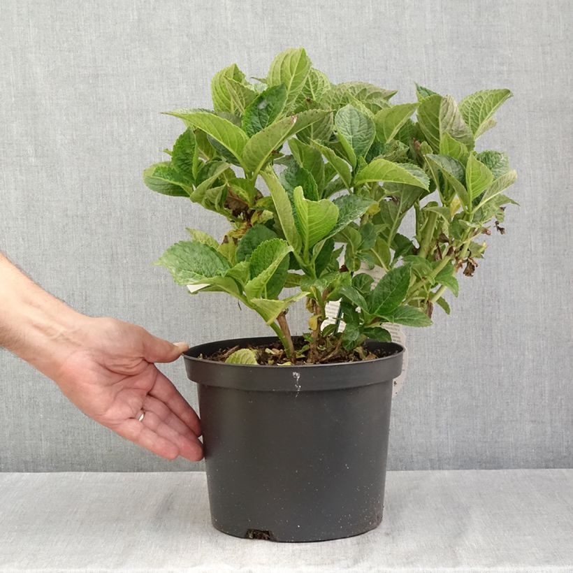 Exemplaar van Hydrangea macrophylla Beautensia Dali - Bolhortensia Pot van 4 l/5 l zoals geleverd in de zomer
