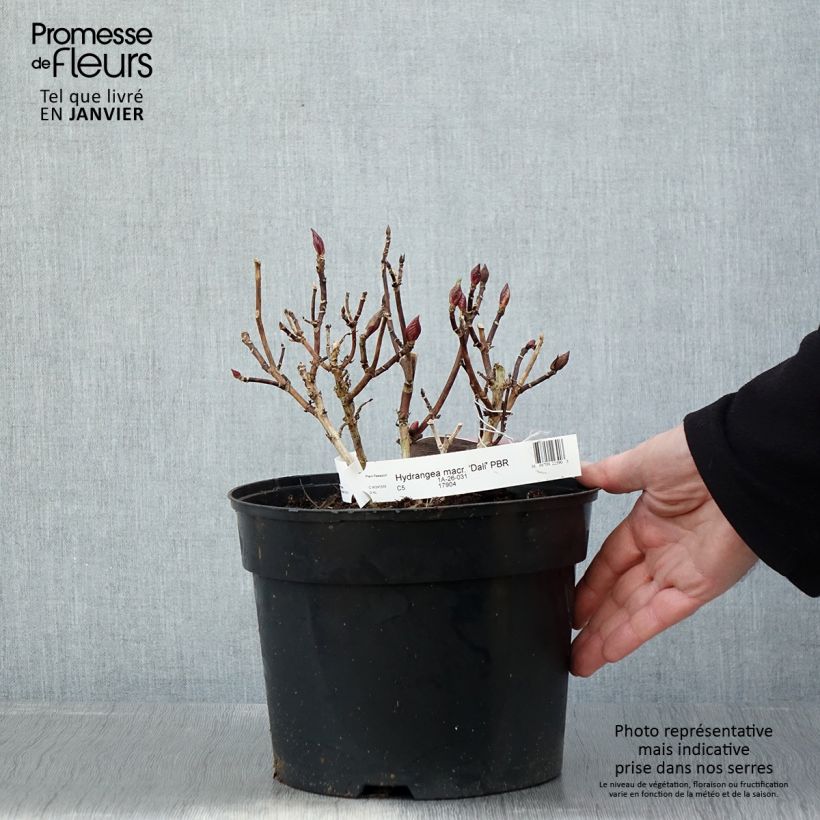 Example of Hortensia - Hydrangea macrophylla Beautensia Dali  Pot van 4 l/5 l as you get in hiver