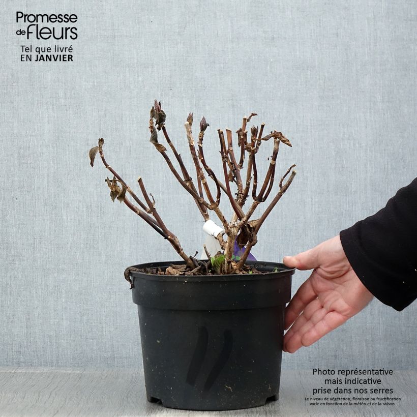 Example of Hortensia - Hydrangea macrophylla Beautensia Spike Pot van 4 l/5 l as you get in hiver