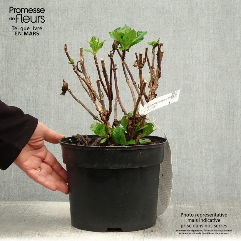 Exemplaar van Hydrangea macrophylla Beautensia Spike - Bolhortensia Pot van 4 l/5 l zoals geleverd in de lente