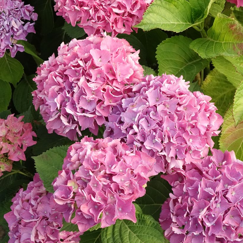 Hydrangea macrophylla Beautensia Spike - Bolhortensia (Bloei)
