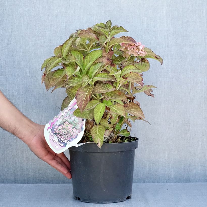 Exemplaar van Hydrangea macrophylla Benthe - Bolhortensia Pot van 4 l/5 l zoals geleverd in de zomer