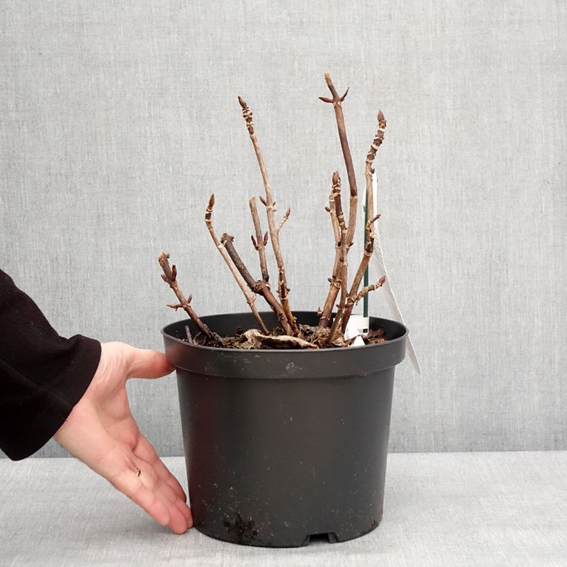 Example of Hortensia - Hydrangea macrophylla Benthe Pot van 4 l/5 l as you get in hiver