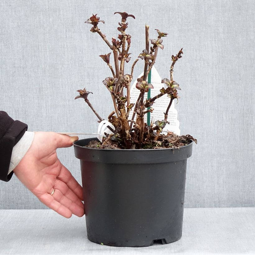 Exemplaar van Hydrangea macrophylla Benthe - Bolhortensia Pot van 4 l/5 l zoals geleverd in de lente