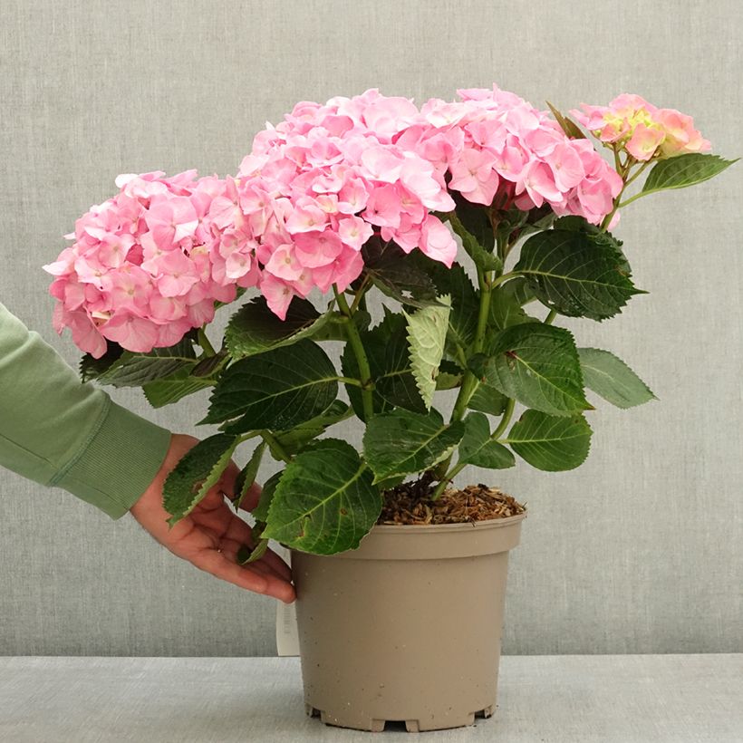 Exemplaar van Hydrangea macrophylla Berlin - Bolhortensia Pot van 4 l/5 l zoals geleverd in de lente