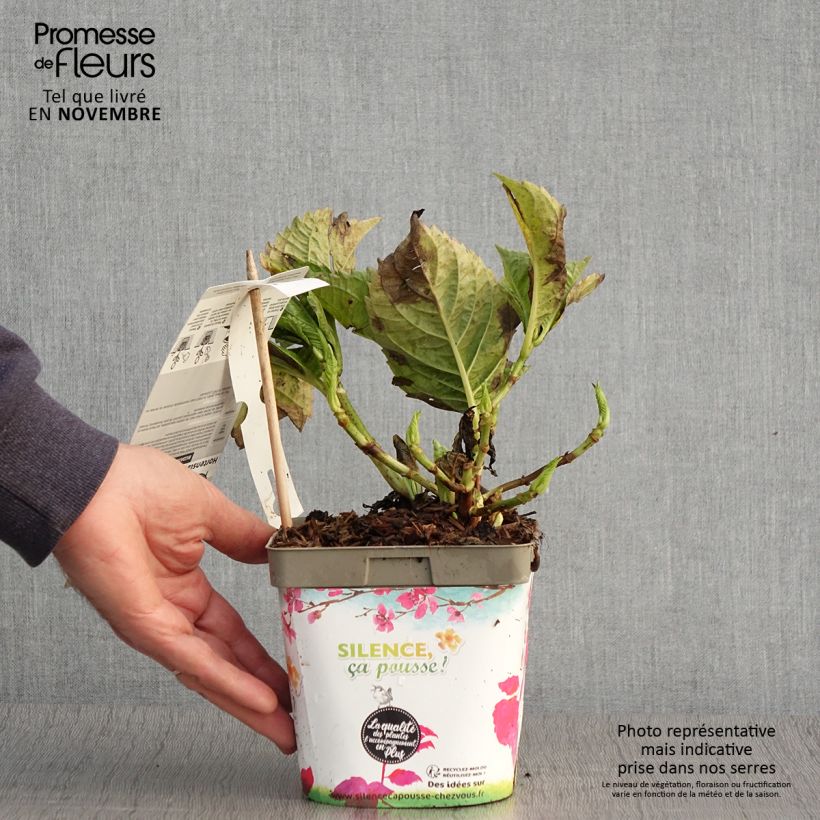 Exemplaar van Hortensia - Hydrangea macrophylla Big Data Pink Pot de 2L/3L, Buisson, 5/6 branches zoals geleverd in de herfst
