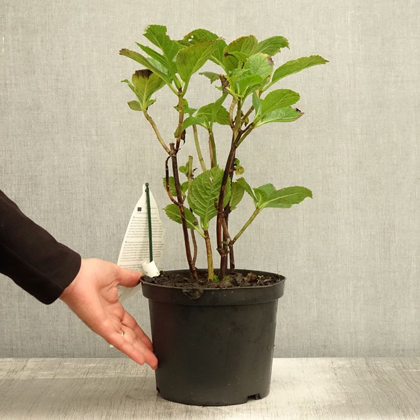 Exemplaar van Hortensia - Hydrangea macrophylla Black Steel Purple Pot de 4L/5L zoals geleverd in de herfst