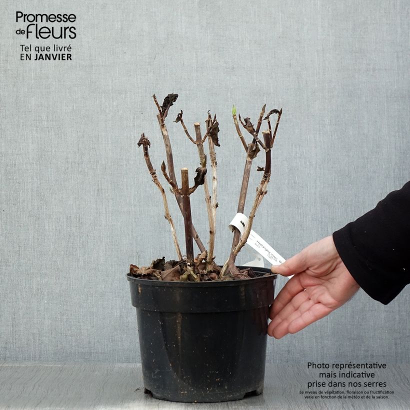 Example of Hortensia - Hydrangea macrophylla Black Steel Purple Pot van 4 l/5 l as you get in hiver