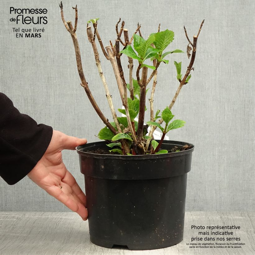 Exemplaar van Hydrangea macrophylla Black Steel Purple - Bolhortensia Pot van 4 l/5 l zoals geleverd in de lente