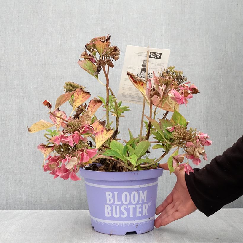 Exemplaar van Hydrangea macrophylla Bloombuster - Bolhortensia roze Pot van 4 l/5 l zoals geleverd in de herfst