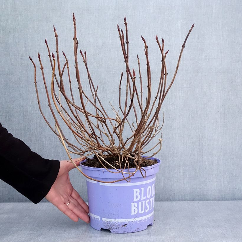 Example of Hortensia - Hydrangea macrophylla Bloombuster rose Pot van 4 l/5 l as you get in hiver