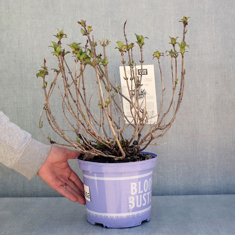 Exemplaar van Hydrangea macrophylla Bloombuster - Bolhortensia roze Pot van 4 l/5 l zoals geleverd in de lente