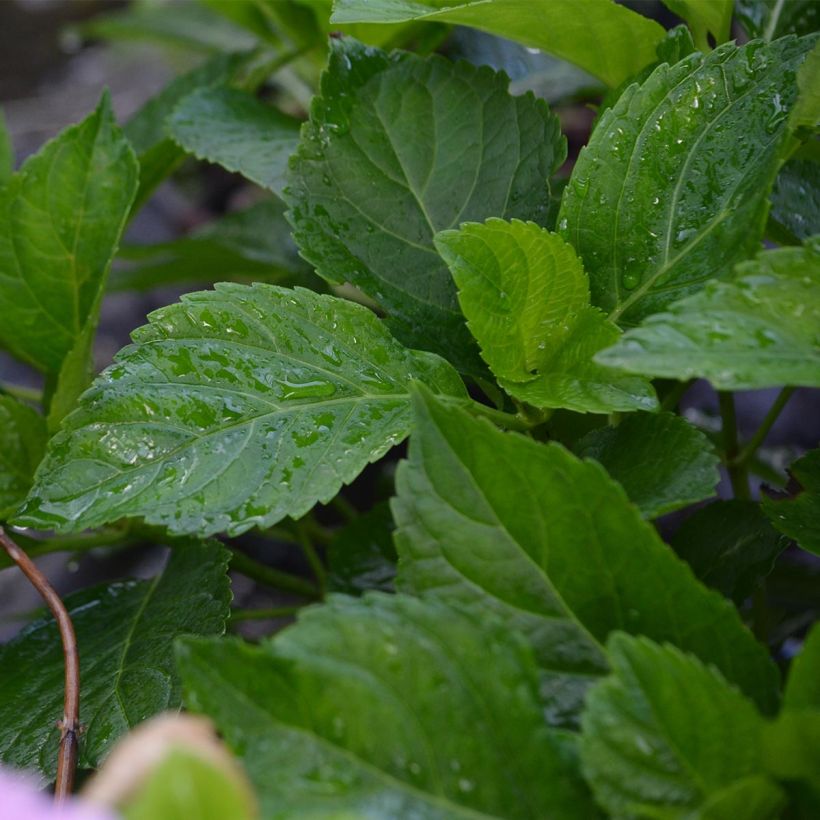 Hydrangea macrophylla Bodensee - Bolhortensia (Blad)