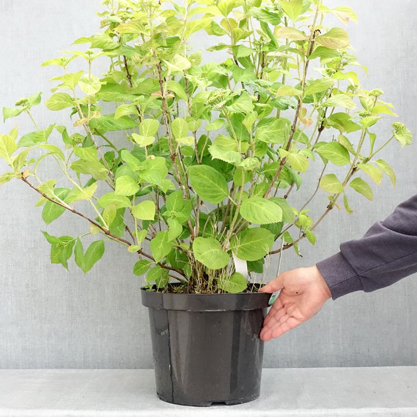 Example of Hortensia - Hydrangea macrophylla Bouquet Rose Pot van 7,5 l/10 l as you get in printemps