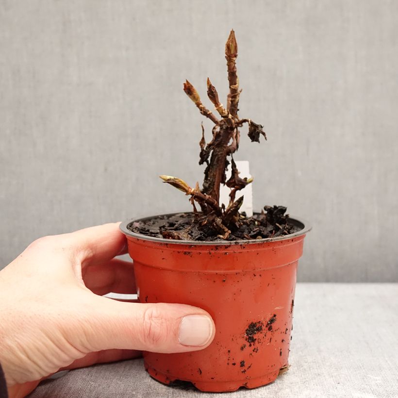 Example of Hydrangea macrophylla Bright White - Bolhortensia Kweekpotje van 8/9 cm as you get in hiver