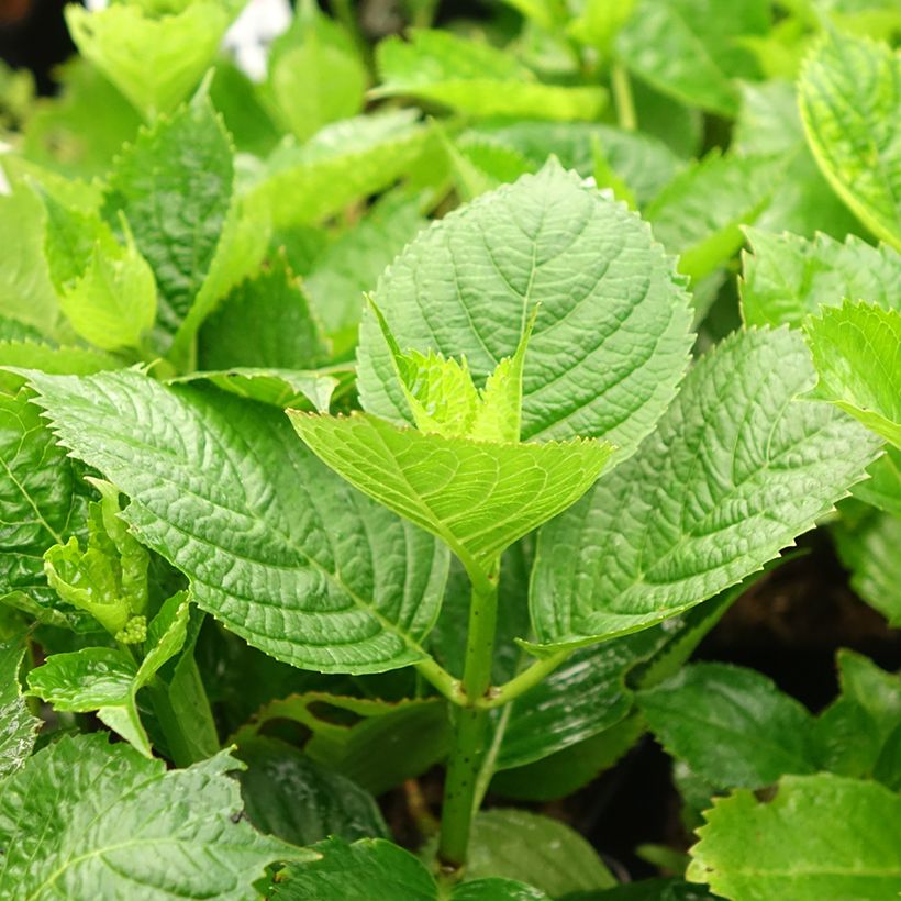 Hydrangea macrophylla Buchfink - Bolhortensia (Blad)