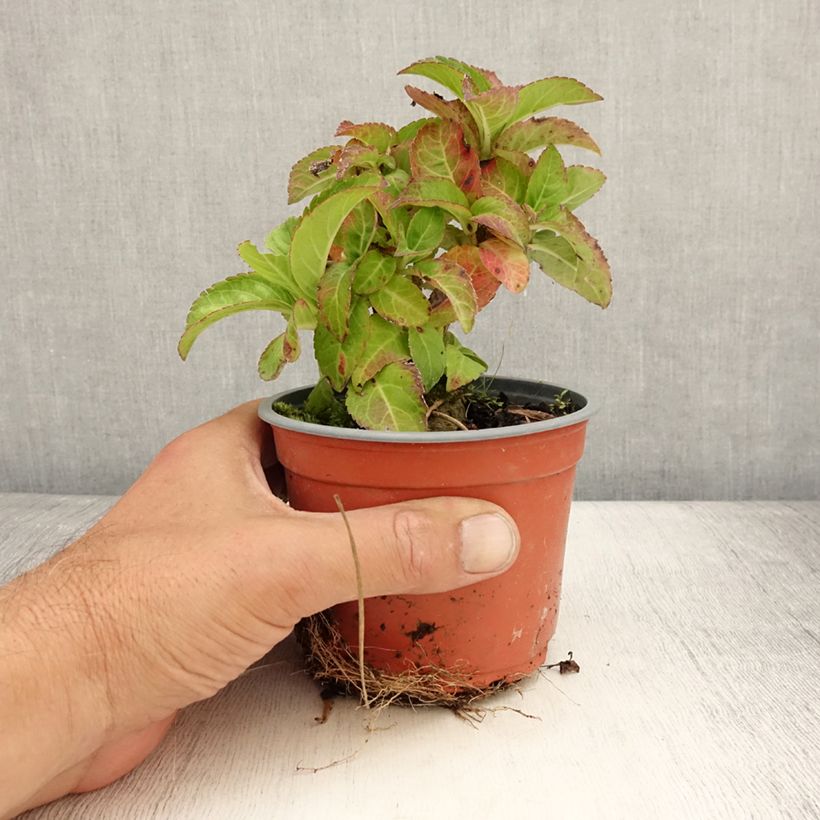 Exemplaar van Hydrangea macrophylla Caipirinha - Bolhortensia Pot van 12 cm / 13 cm zoals geleverd in de zomer