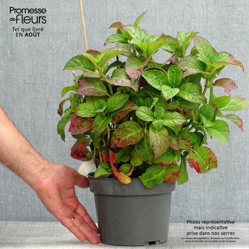 Exemplaar van Hydrangea macrophylla Caipirinha - Bolhortensia Pot van 2 l/3 l zoals geleverd in de zomer