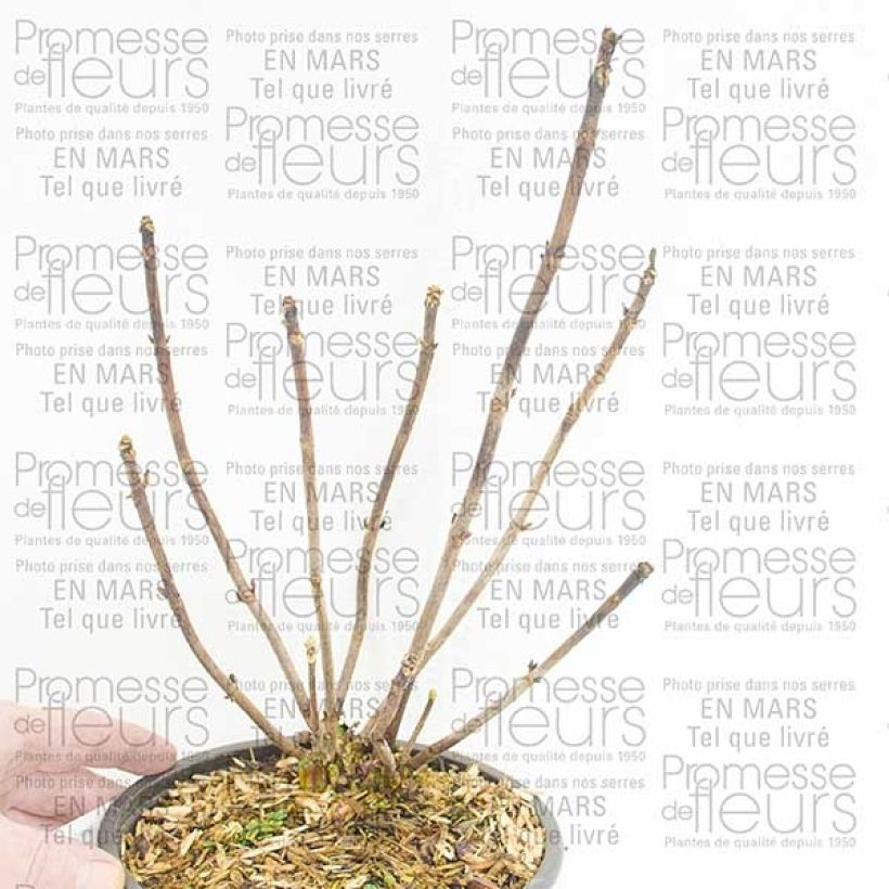 Example of Hydrangea macrophylla Camino - Bolhortensia Pot van 2 l/3 l, Struik as you get