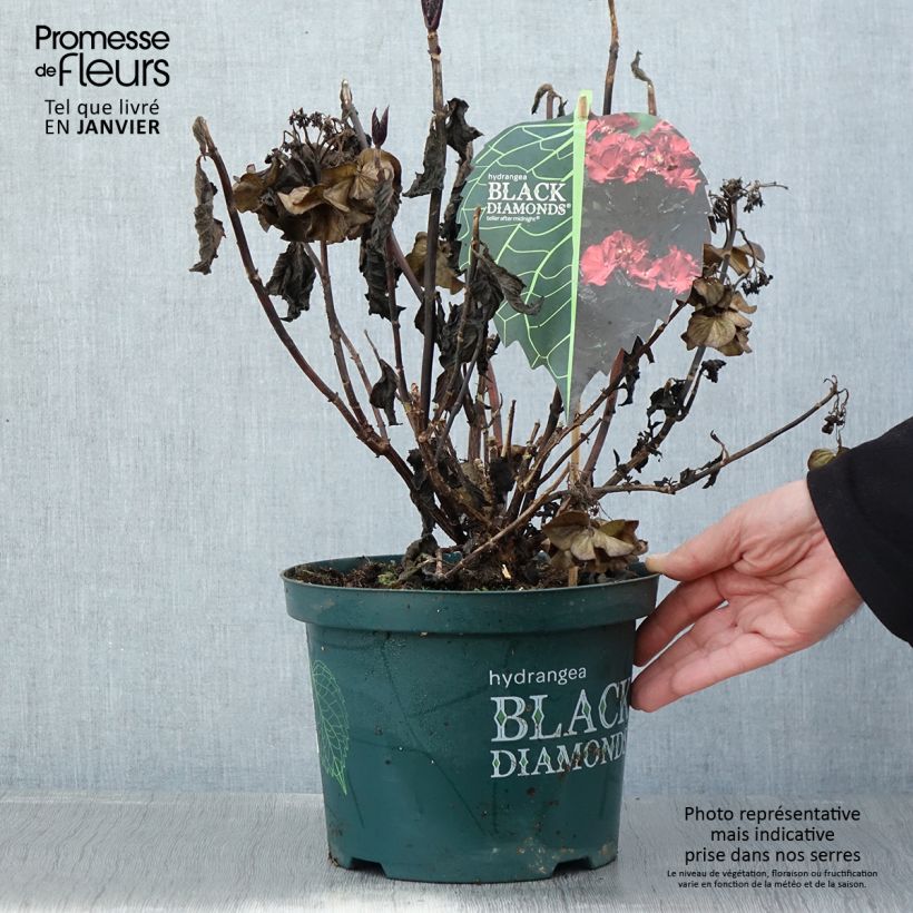 Example of Hortensia - Hydrangea macrophylla Dark Angel Purple (Black Diamonds) Pot van 2 l/3 l as you get in hiver