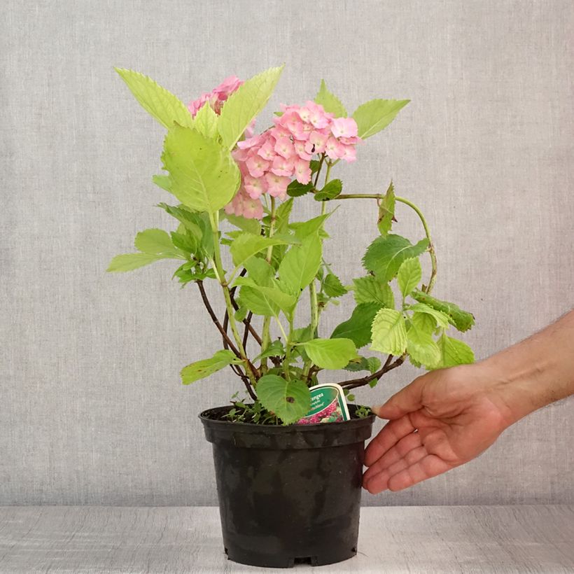 Exemplaar van Hydrangea macrophylla Deutschland - Bolhortensia Pot van 2 l/3 l zoals geleverd in de zomer
