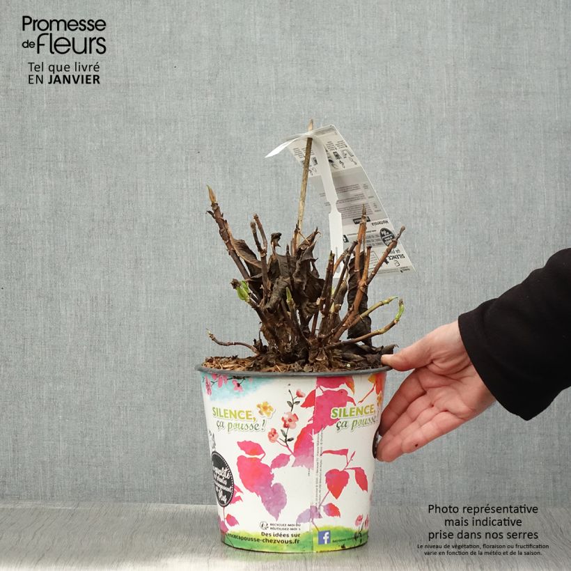 Example of Hortensia - Hydrangea macrophylla Dolce Fragola Pot van 4 l/5 l as you get in hiver