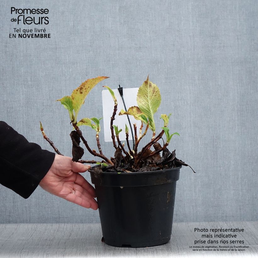 Exemplaar van Hydrangea macrophylla Dolce Gipsy Dolgip - Bolhortensia Pot van 4 l/5 l zoals geleverd in de herfst