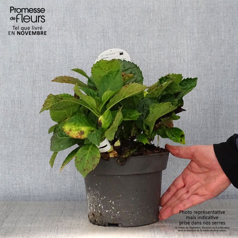 Exemplaar van Hydrangea macrophylla Early Blue - Boerenhortensia Pot van 2 l/3 l zoals geleverd in de herfst