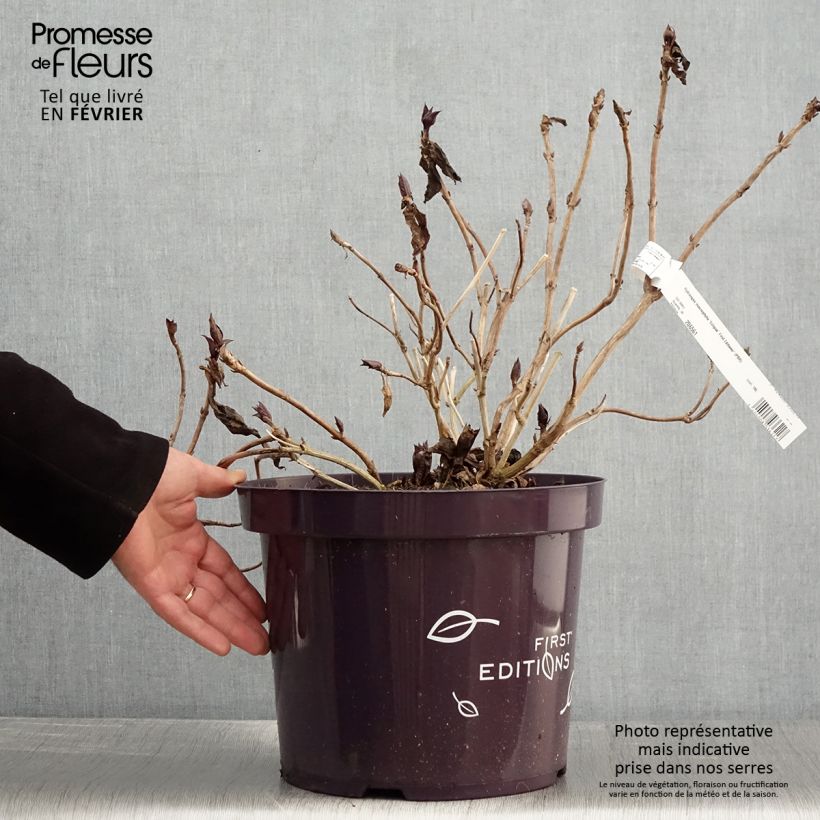 Example of Hydrangea macrophylla Eclipse - Bolhortensia Pot van 3 l/4 l as you get in hiver