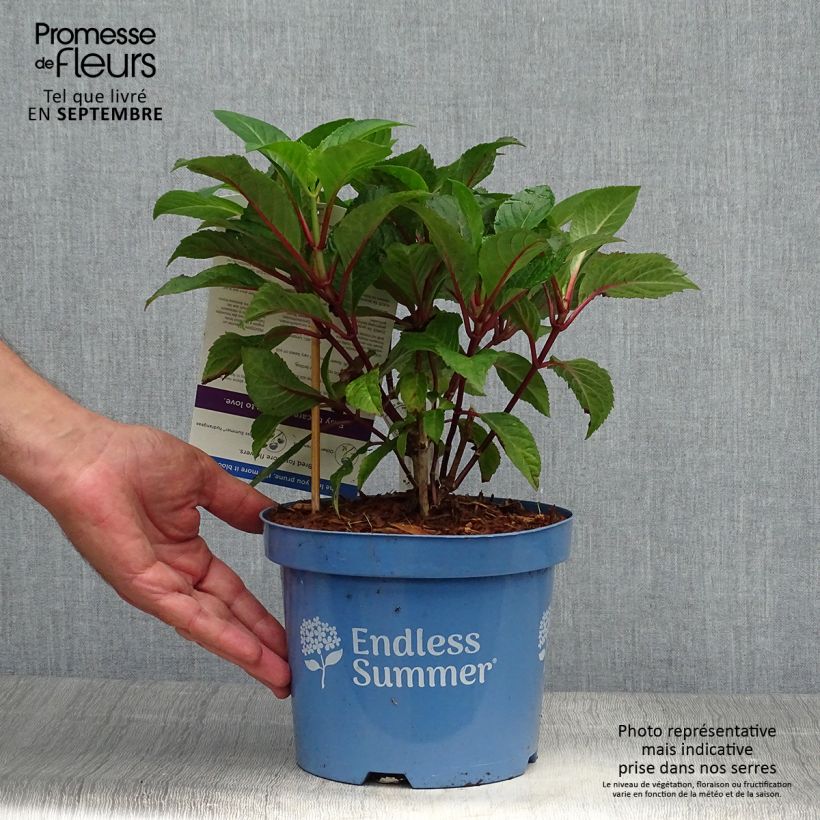 Exemplaar van Hydrangea macrophylla Endless Summer Bloomstar - Bolhortensia Pot van 3 l/4 l zoals geleverd in de herfst