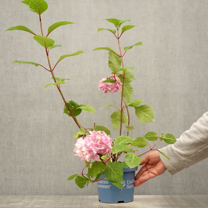 Exemplaar van Hydrangea macrophylla Endless Summer Bloomstar - Bolhortensia Pot van 3 l/4 l zoals geleverd in de zomer