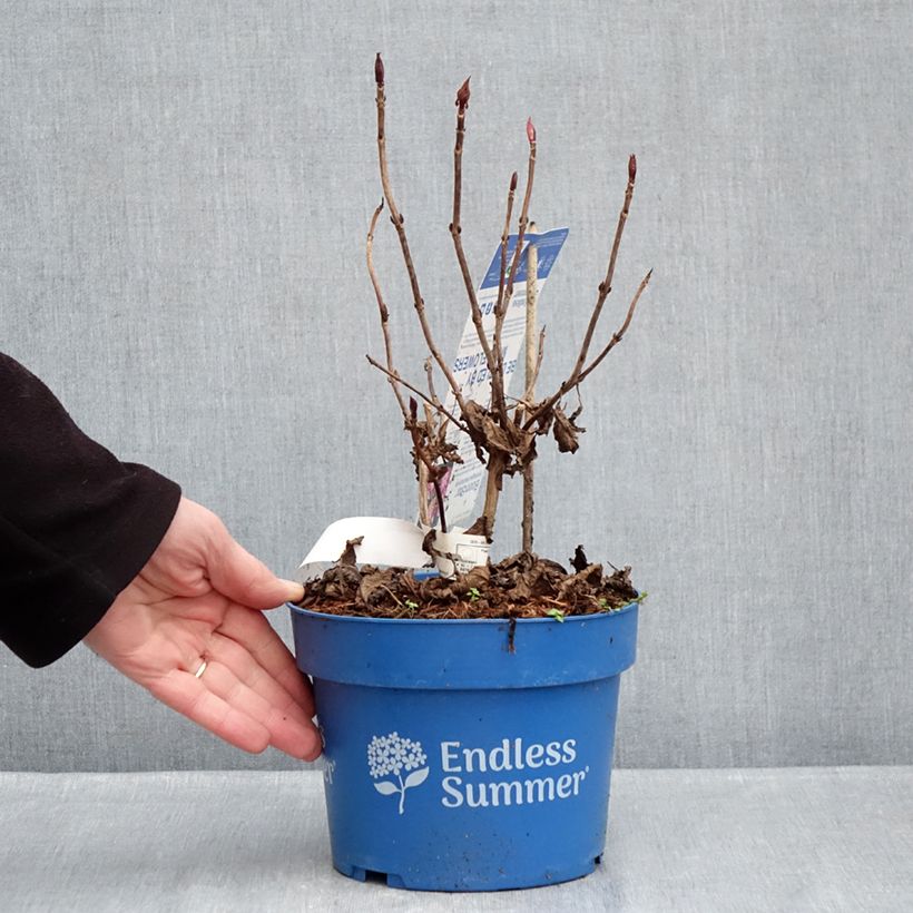 Example of Hortensia - Hydrangea macrophylla Endless Summer Bloomstar Pot van 3 l/4 l as you get in hiver