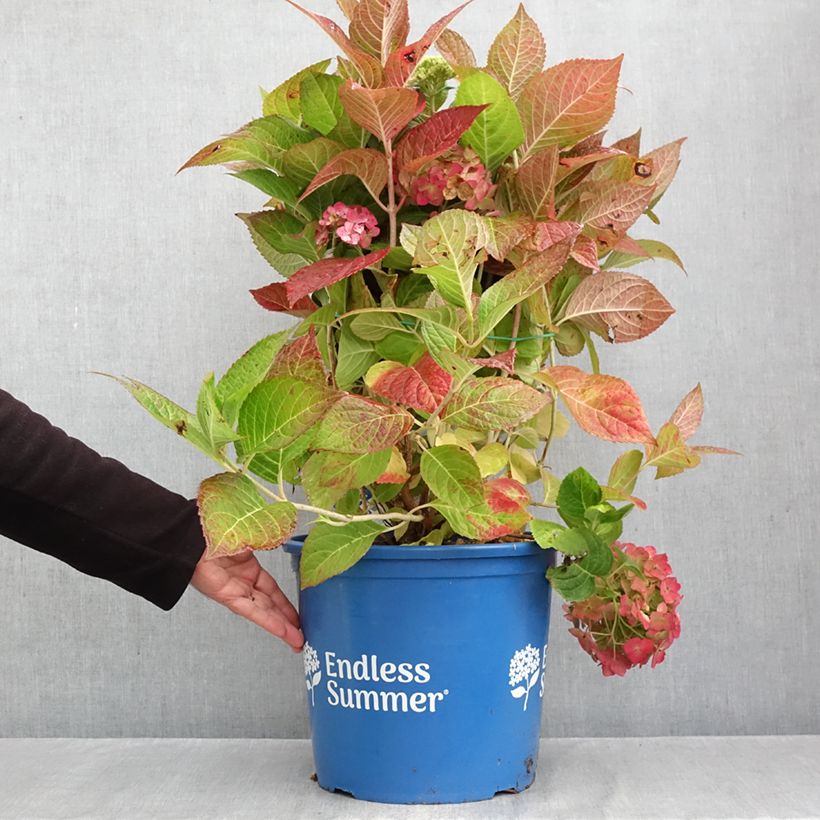 Example of Hortensia - Hydrangea macrophylla Endless Summer The Bride Pot van 12 l/15 l as you get in automne