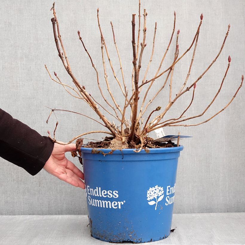 Exemplaar van Hydrangea macrophylla Endless Summer The Bride - Bolhortensia Pot van 12 l/15 l zoals geleverd in de winter