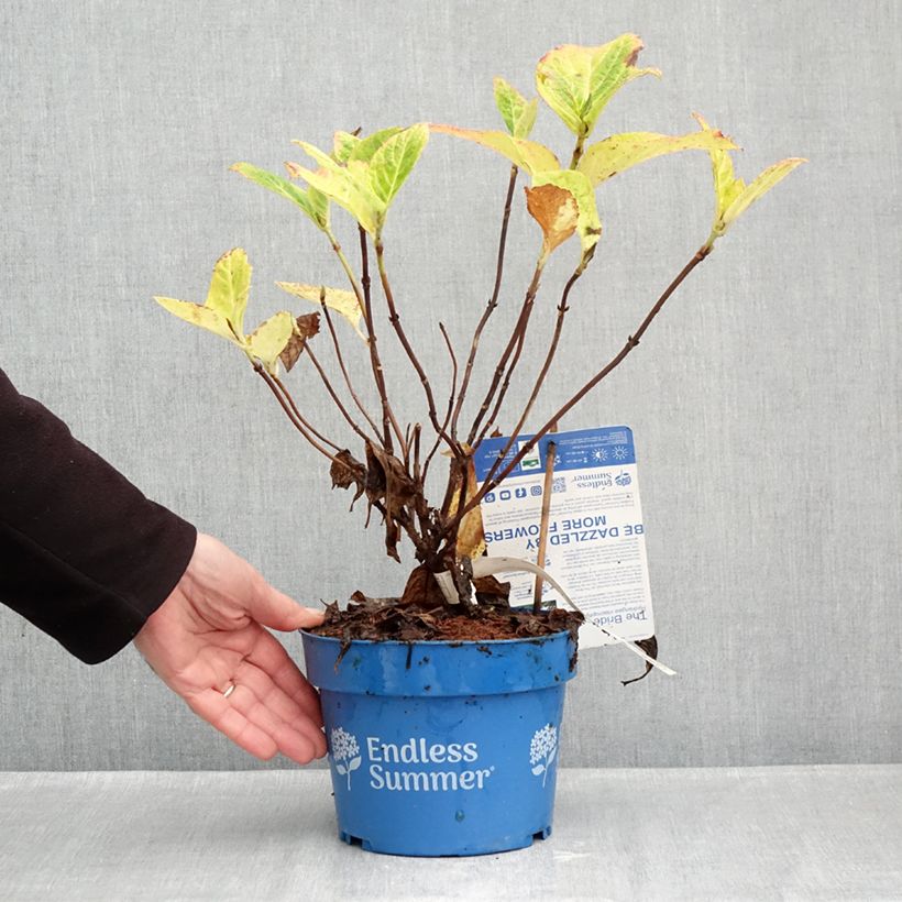 Exemplaar van Hydrangea macrophylla Endless Summer The Bride - Bolhortensia Pot van 2 l/3 l zoals geleverd in de herfst